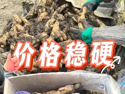 1月18日 安丘黑埠子（价格稳硬） ()