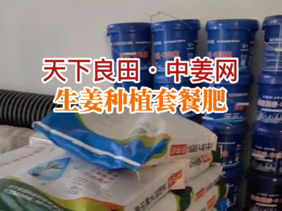 河南王老师大姜黄金套餐肥送货到家 ()