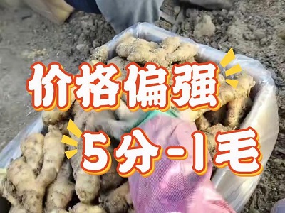 1月20日 安丘黑埠子（价格偏强） ()