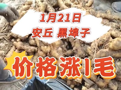 1月21日 安丘黑埠子（价格涨1毛） ()