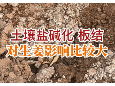 土壤盐碱化、板结 对生姜影响比较大 ()