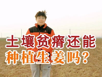 土壤贫瘠还能种植生姜吗？ ()