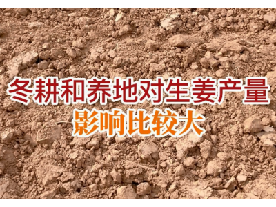 冬耕和养地对生姜产量影响比较大 ()