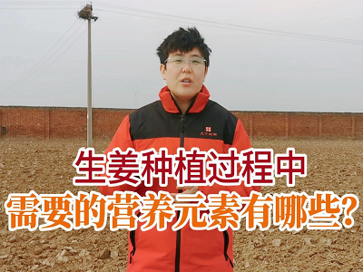 生姜种植过程中需要的营养元素有哪些？ ()