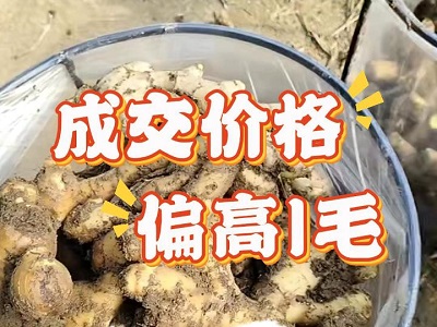 2月5日 安丘黑埠子（价格偏高1毛） ()