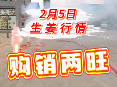 2月5日 生姜价格行情（购销两旺） ()