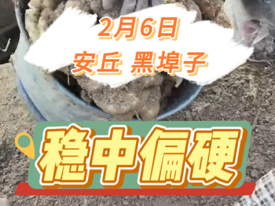 2月6日 安丘黑埠子（稳中偏硬） ()