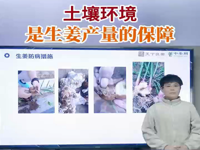 土壤环境是生姜产量的保障 ()
