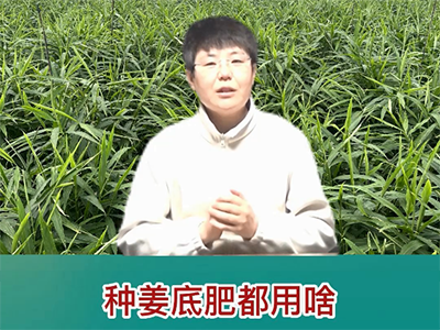 种姜底肥都用啥？ ()
