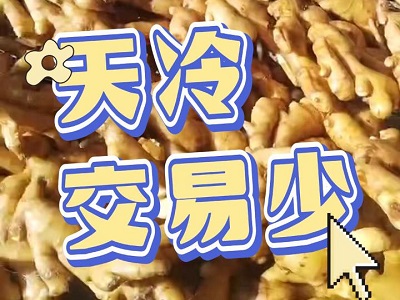 2月8日 生姜价格行情（天冷，交易少！） ()