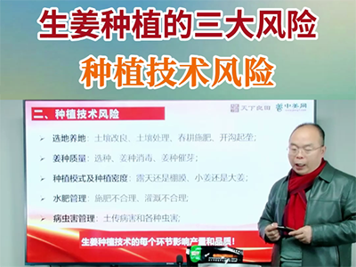 生姜种植的三大风险--种植技术风险 ()