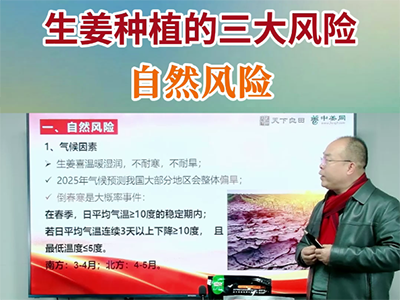 生姜种植的三大风险--自然风险 ()