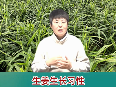 生姜生长习性 ()