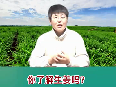 您了解生姜吗？ ()