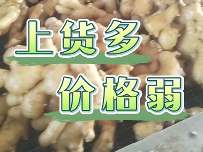 2月10日 生姜价格行情（货多 价弱） ()