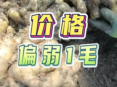 2月10日 安丘黑埠子（偏弱1毛） ()