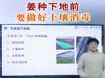 姜种下地前 要做好土壤消毒 ()