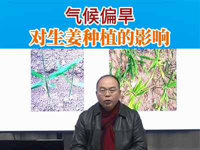 气候偏旱对生姜种植的影响 ()