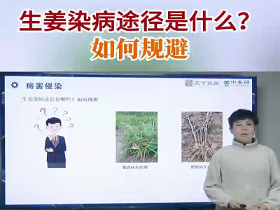 生姜染病途径是什么，如何规避？ ()