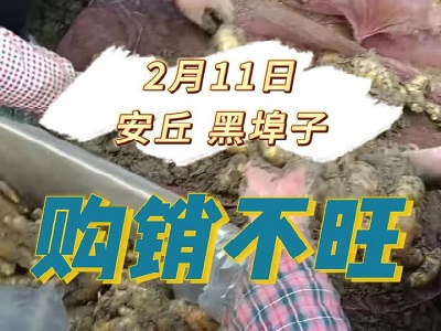 2月11日 安丘黑埠子（购销不旺） ()