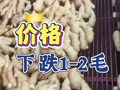 2月11日 生姜价格行情（下跌1-2毛） ()