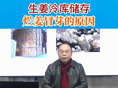 生姜冷库储存 烂姜冒芽的原因 ()