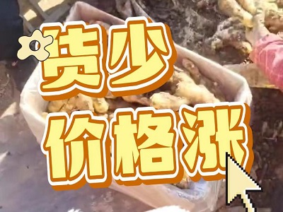 2月13日 安丘黑埠子（货少 价格涨） ()