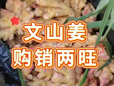 2月13日 生姜价格行情（文山姜购销两旺） ()