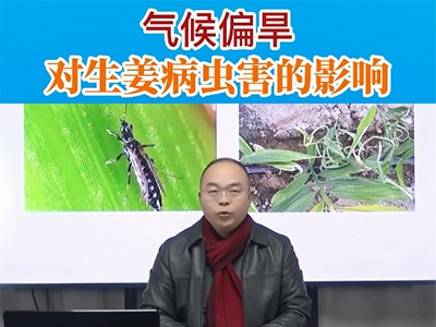 气候偏旱对生姜病虫害的影响 ()