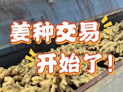 2月14日 生姜价格行情（姜种交易开始了！） ()