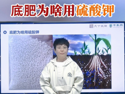 底肥为啥用硫酸钾？ ()