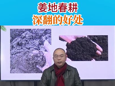 姜地春耕、深翻的好处 ()