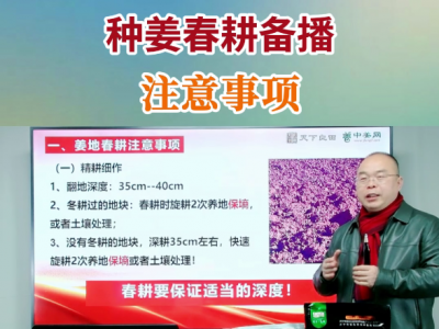 种姜春耕备播注意事项 ()