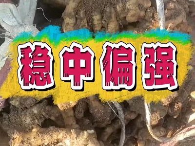 2月15日 安丘黑埠子（稳中偏强） ()