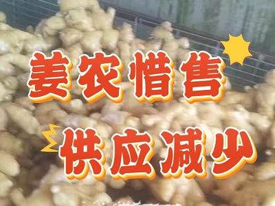 2月18日 生姜价格行情（姜农惜售 ） ()