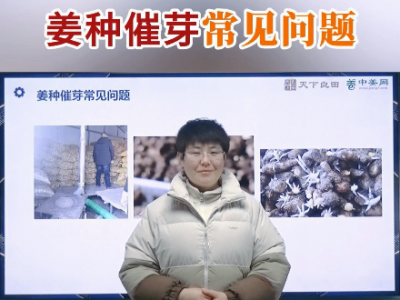 姜种催芽常见问题 ()
