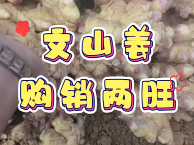 2月19日 生姜价格行情（文山姜购销两旺） ()