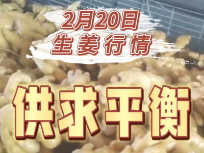2月20日 生姜价格行情（供求平衡） ()