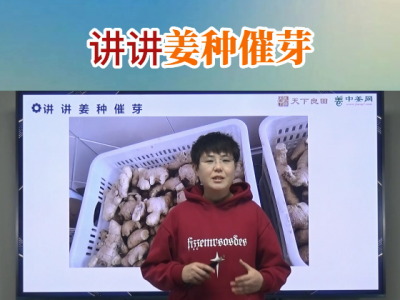 姜种催芽 ()