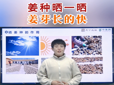 姜种晒一晒 姜芽长的快 ()