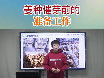 姜种催芽前的准备工作 ()