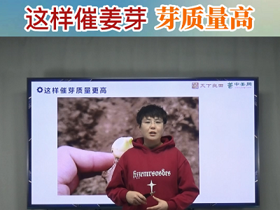 这样催姜芽 芽质量高 ()