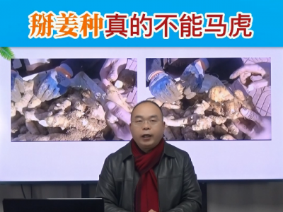 掰姜种真的不能马虎 ()