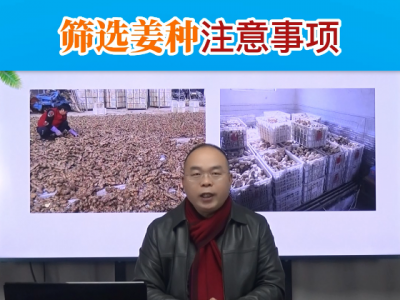 筛选姜种注意事项 ()