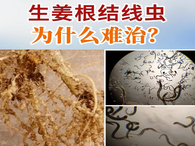 辽宁姜友购买39捆遮阳网送货到家 ()