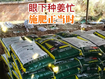 眼下种姜忙 施肥正当时 ()