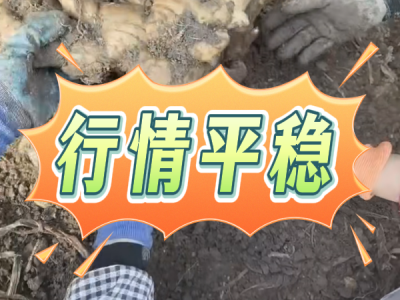 2月24日 安丘黑埠子（行情平稳） ()