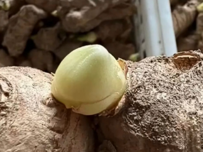 姜种催芽常见问题看过来 ()