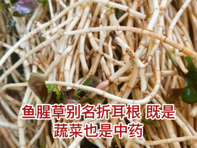 高效氟吡甲禾灵对鱼腥草有作用吗？ ()