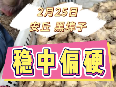 2月25日 安丘黑埠子（稳中偏硬） ()